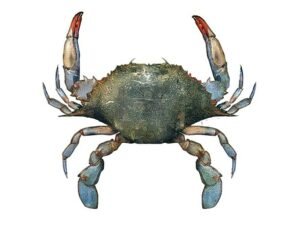 Crab