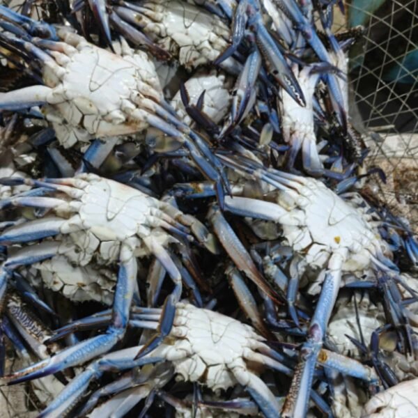 Crab