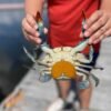 Crab
