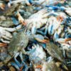Crab
