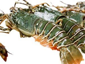Lobster