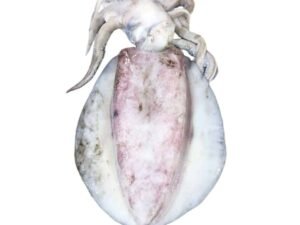 Squid