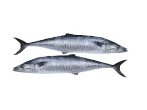 King Fish