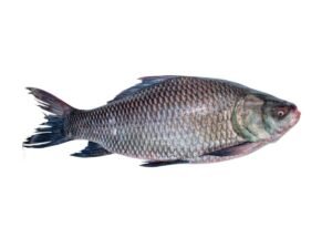 Katla Fish