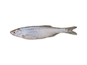 Lady Fish