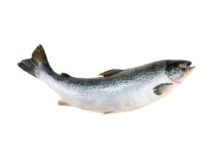 Salmon Fish