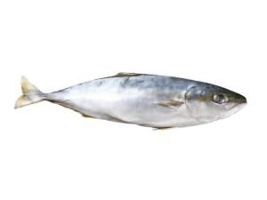 Tuna Fish