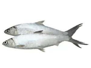 Milk Fish