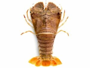 Sand Lobster
