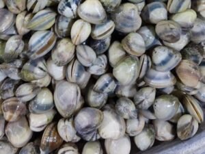 Shell Sea