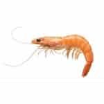 Shrimp