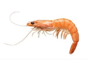 Shrimp
