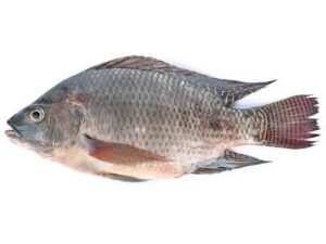 Tilapia Fish