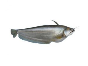 Malli Fish