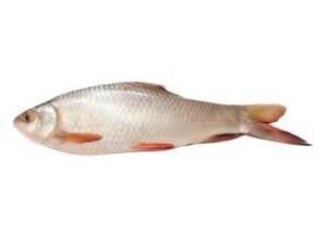 Rohu Fish