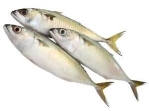 Big Mackerel Fish