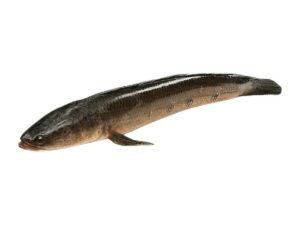 Sole Fish