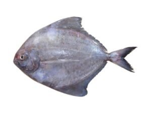 Black Pomfret