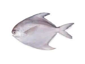 white Pomfret