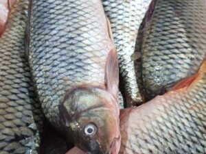 Gulfam fish