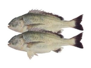 Sobaity Fish