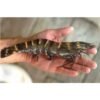 Tiger Shrimp