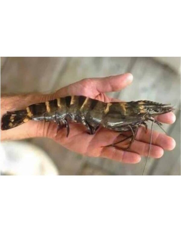 Tiger Shrimp