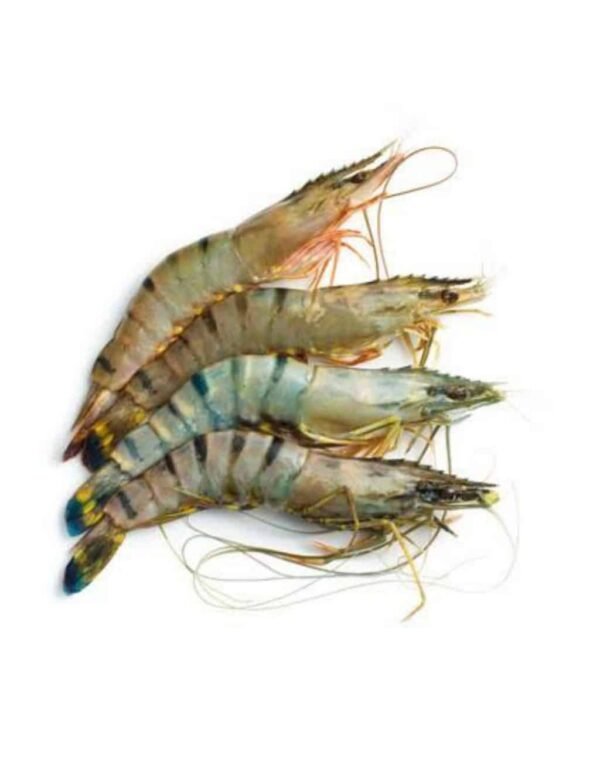 Tiger Shrimp