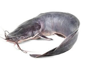 Catfish معنى
