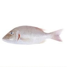 Large Sheri Fish