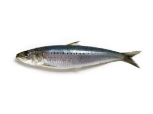 Sardines Fish