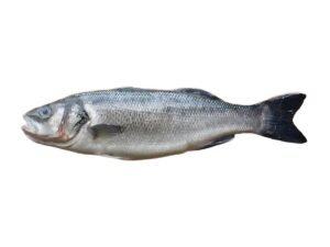 Sea Bass