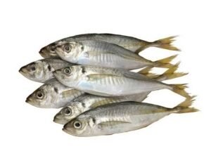 Small Mackerel Fish
