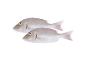small Sheri Fish