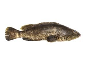 grouper fish